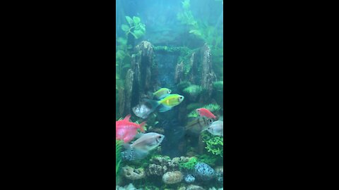 Colorful Fish Swimming Under a Waterfall