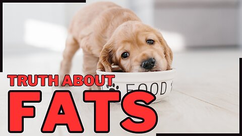 Understanding FATS in Dog Food Healthy Fats