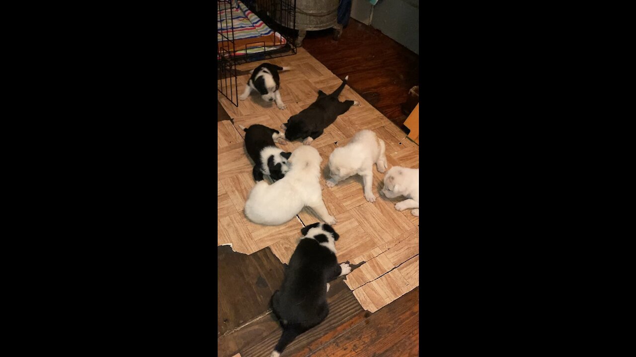 Puppies playing