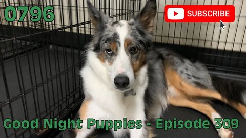 [0796] GOOD NIGHT PUPPIES - EPISODE 309 [#dogs #doggos #doggies #puppies #dogdaycare]