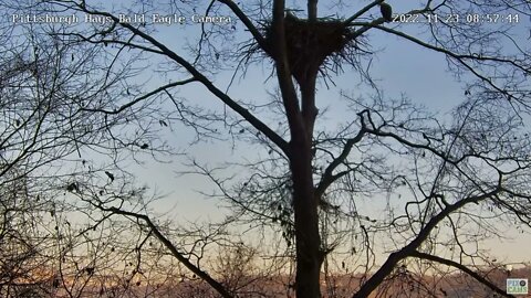 Hays Bald Eagles Dad Flies in with a Big Stick 2022 11 23 8:57