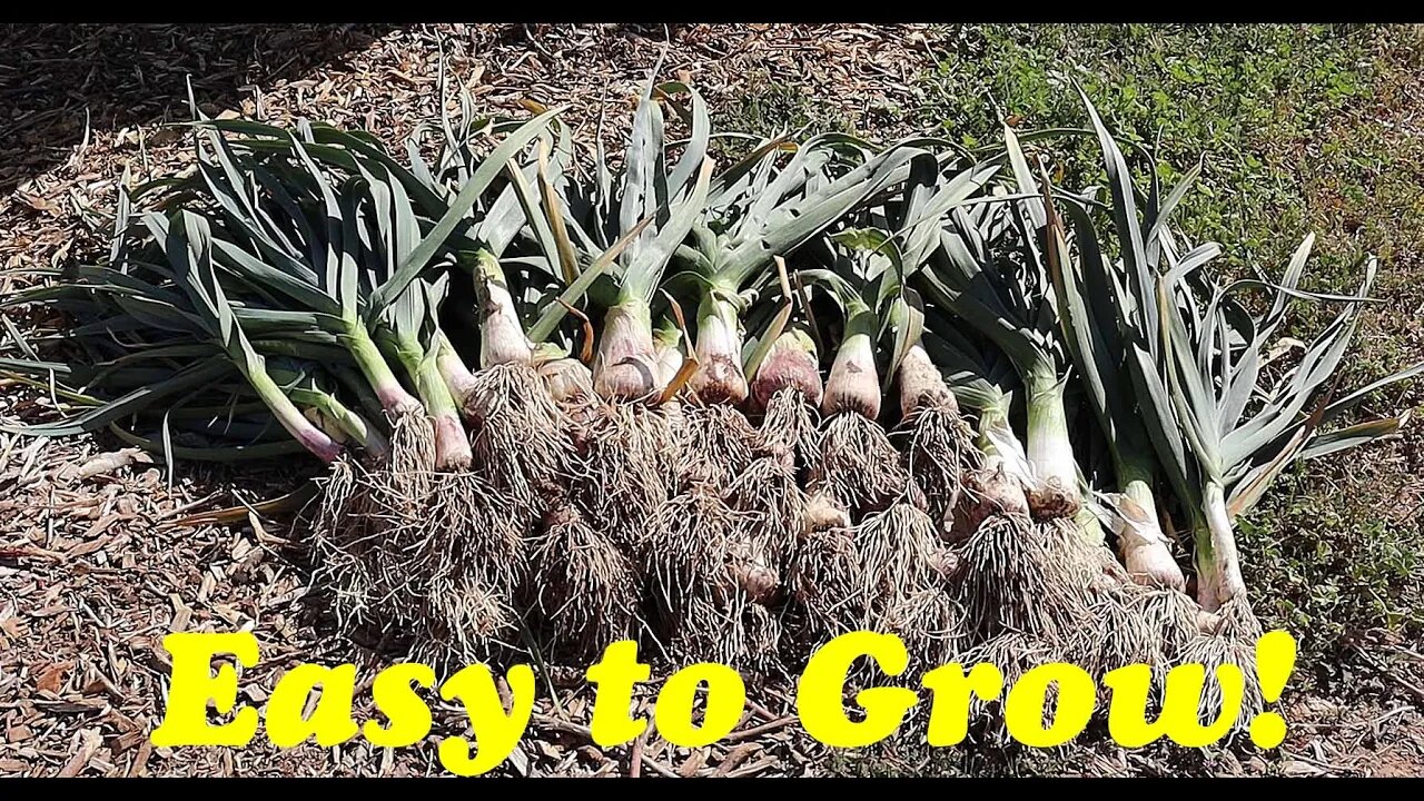 Garlic Harvest and Curing in the Desert