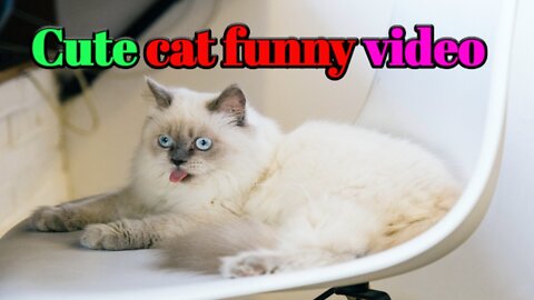 Best cat funny video 2022