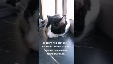 #shorts Смешные Коты Из Тик Тока 110 Funny Cats From Tiktok