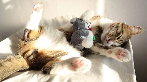 Cat Loves His Toy Mouse