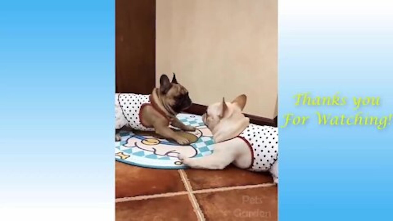 Cute Pets And Funny Animals Compilation - Pets Garden!