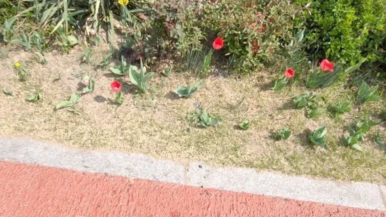 튤립
