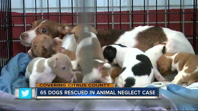 65 neglected dogs seized from Citrus County home, now ready for adoption