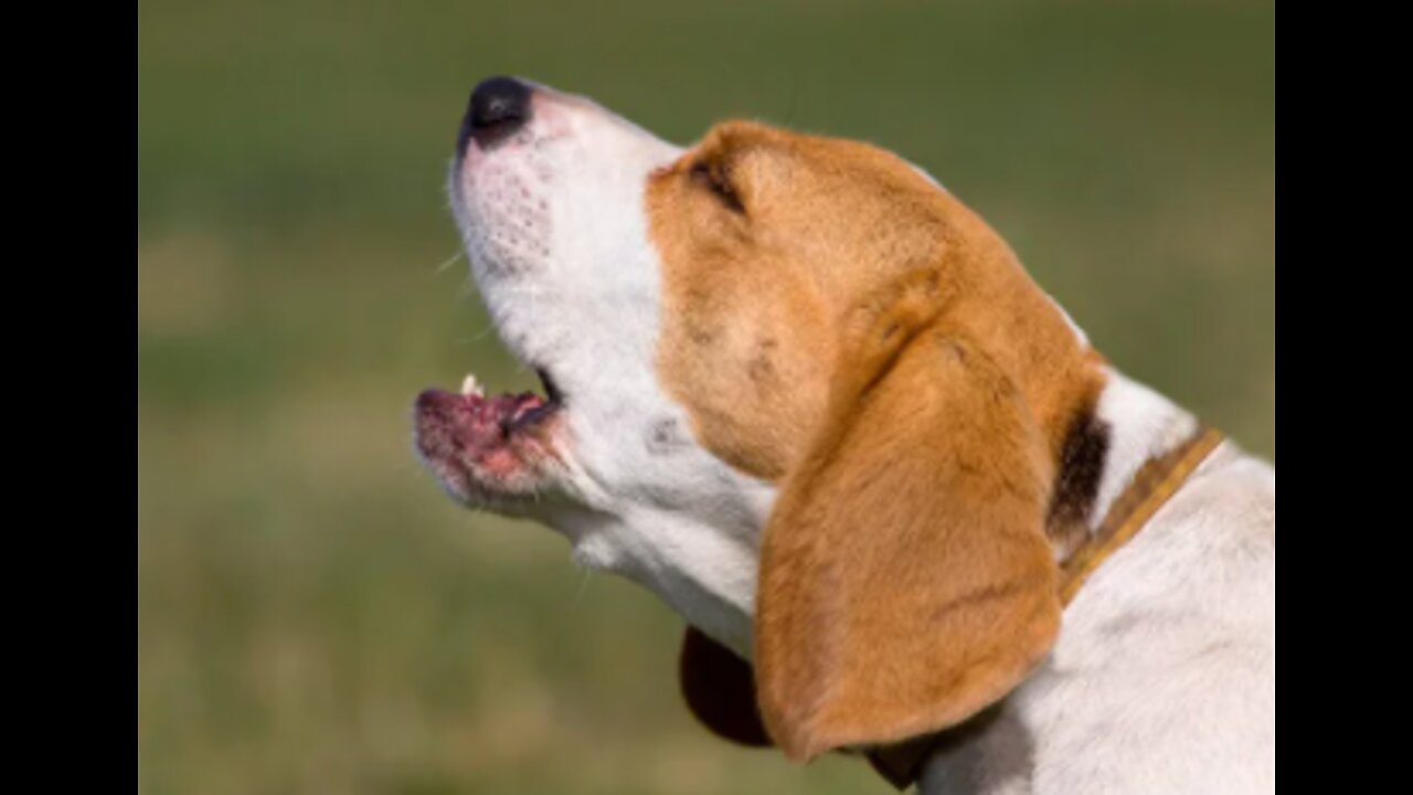 TOP 10 dog barking videos compilation (Dog barking sound - Funny dogs)