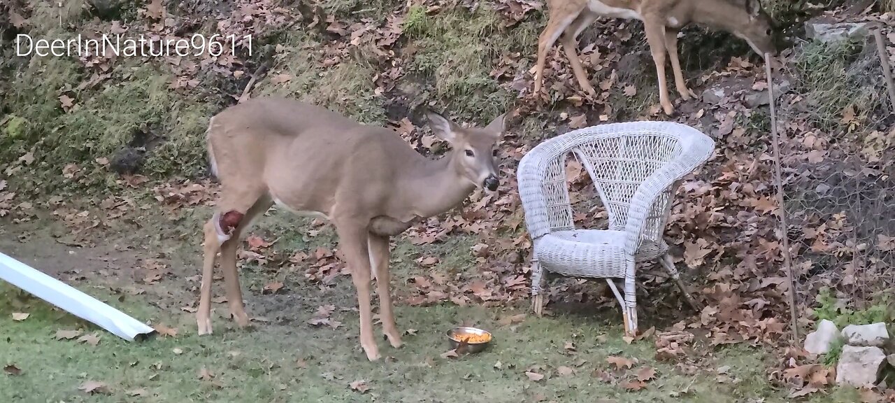 Injured deer is eating better