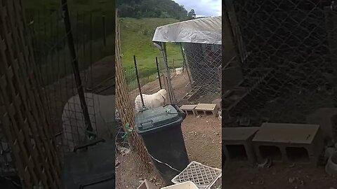 Maremma pup checking in. Farm cam