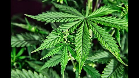 Ayuso afea a la ultraizquierda Más Madrid que frivolice con regular el cannabis