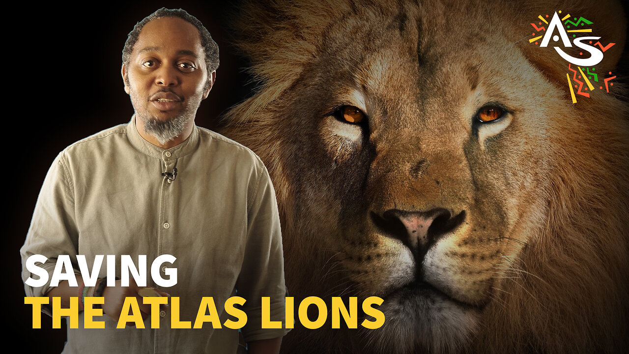 SAVING THE ATLAS LIONS