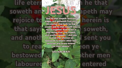 Follow Jesus🙏❤️”What joy at the harvest” #faith #god #jesus #repentance #believe #pray #jesussaves