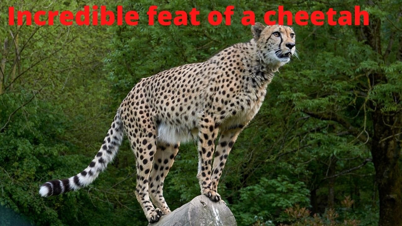 Incredible feat of a cheetah ||