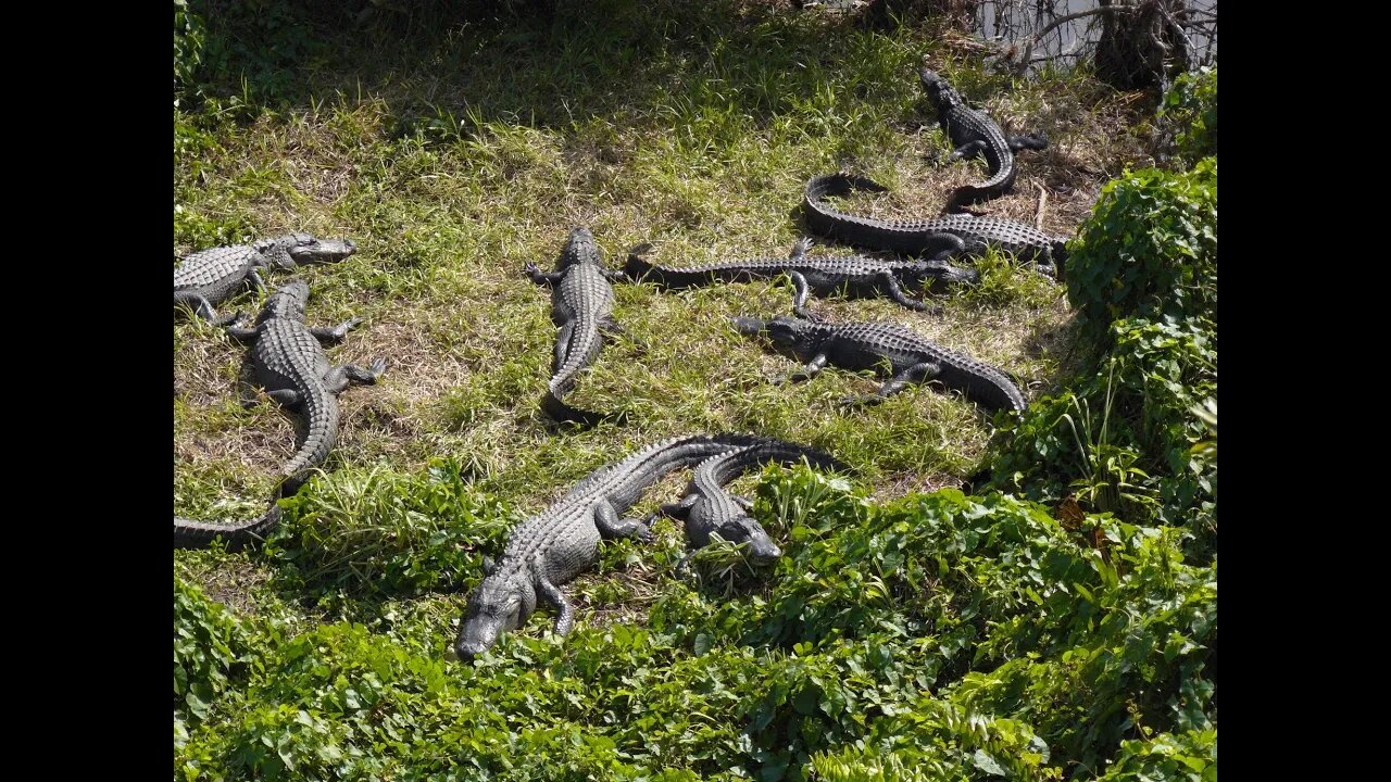 Central Florida, Naples, and the Everglades.