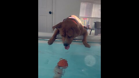 Dog bobbing for ball