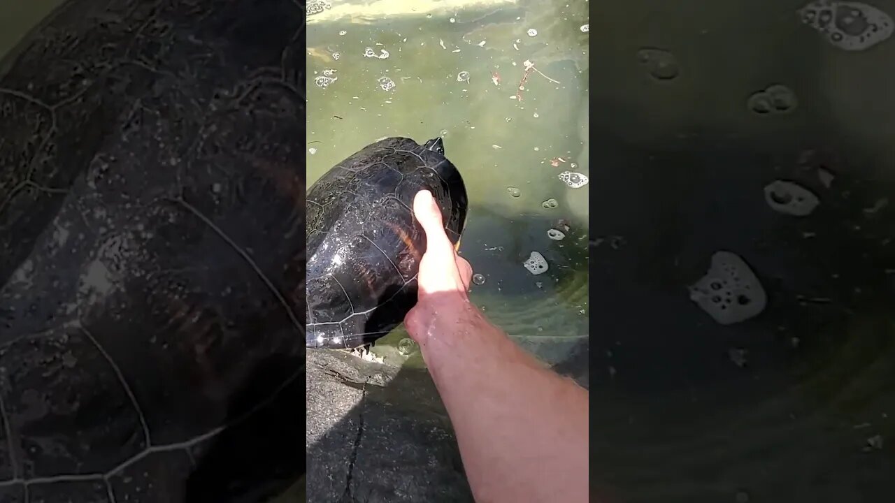 Yellow bellied slider in pond #shorts