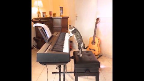 Watch This Video Funniest Clever Cats Play Piano When Its Hungry