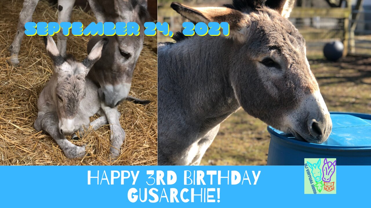 Happy 3rd Birthday to GusArchie Donkey 9/24/21