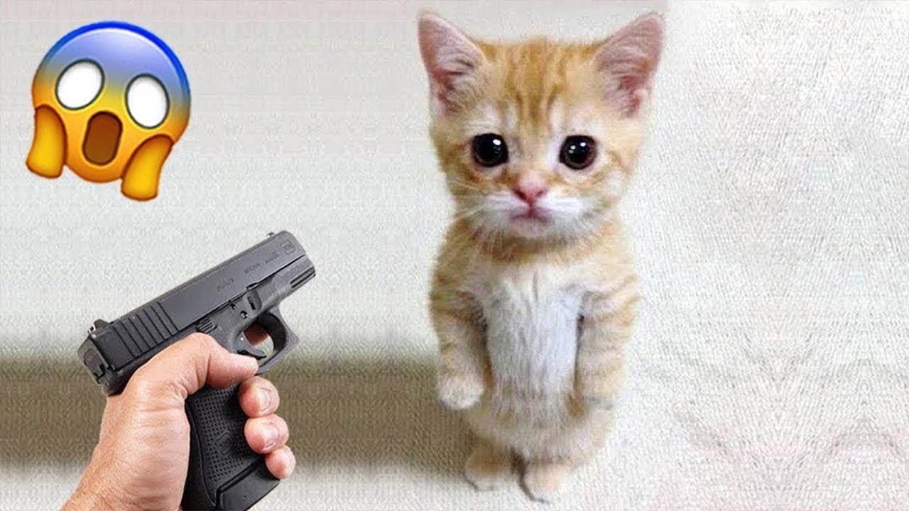 You Laugh You Lose 🤩 Funniest Cats and Dogs 😸🐶