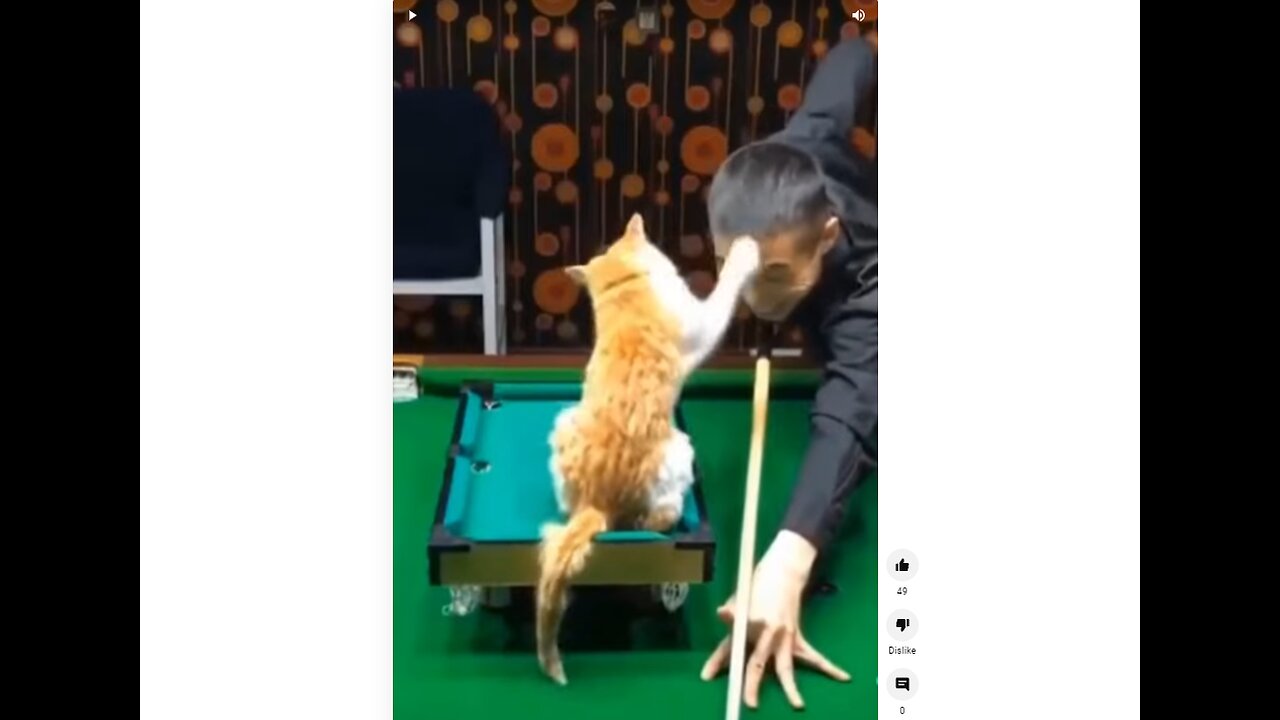 Funny cats recorded on video