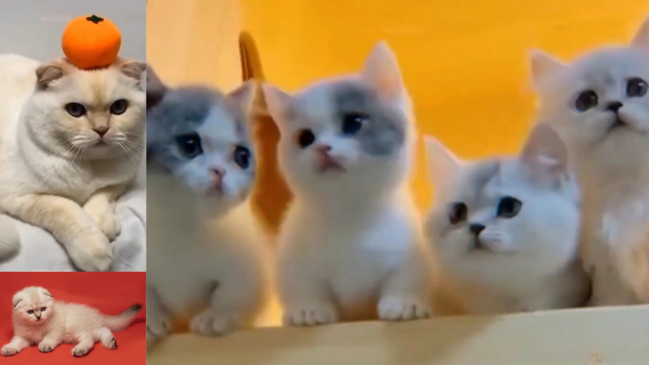 Very intresting funny cats video.