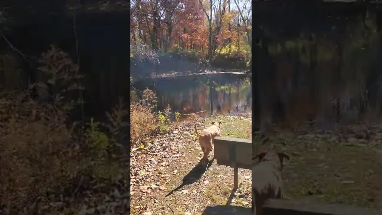 beautiful hidden pond with dog