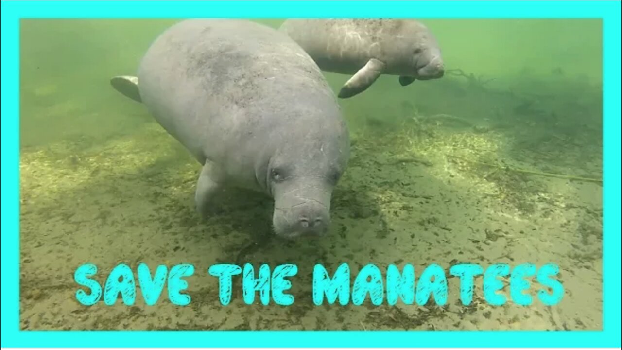 How This Club is Helping to Save the Manatees