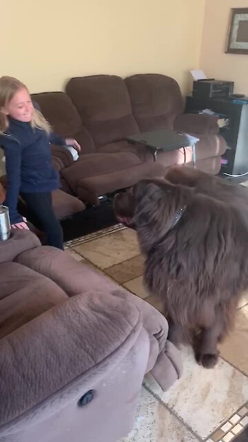 Giant Newfoundland barrels down the stairs in search of best friend