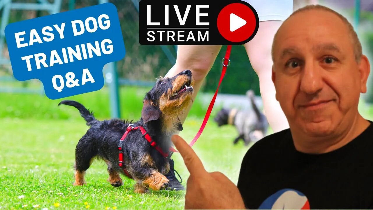 Dog Training Easy Method Explained! Live Q&A Session