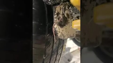 rat