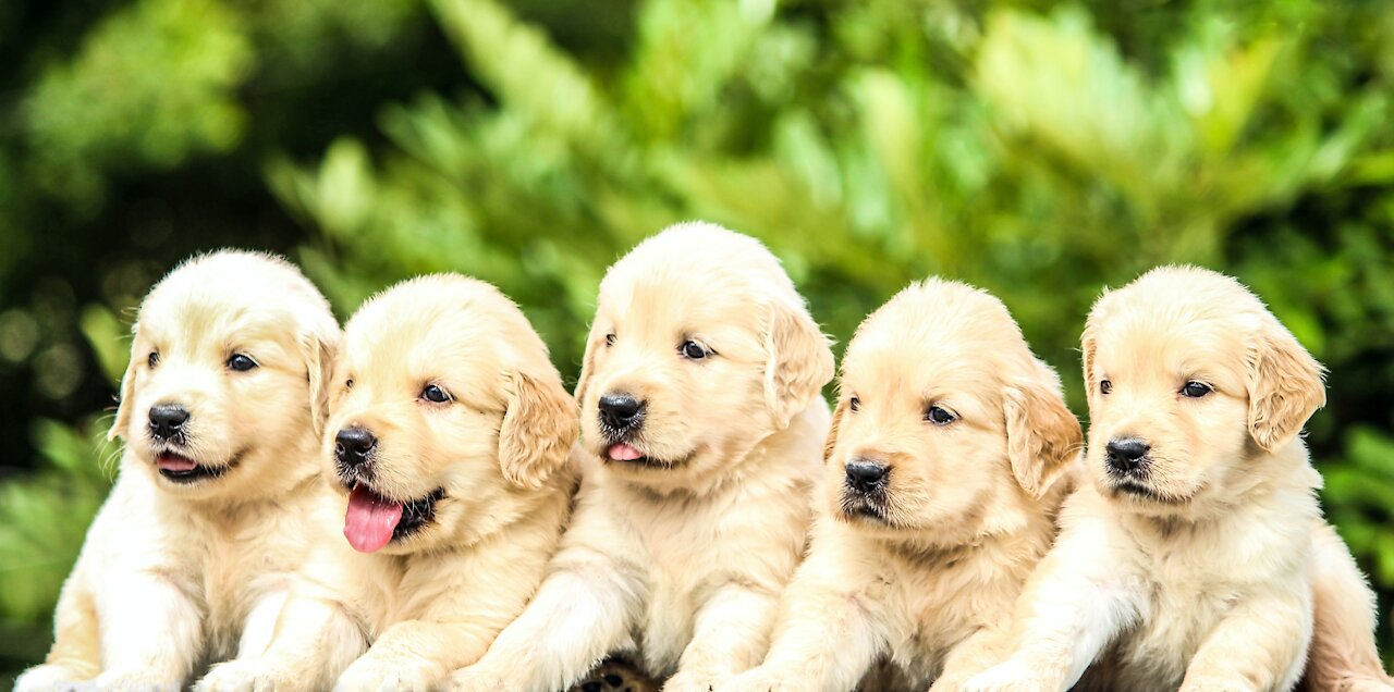 funny teacup dog Kids get up for breakfast