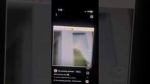 Is that a cat ?