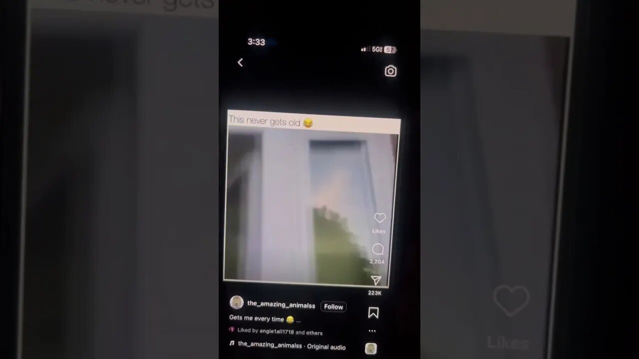Is that a cat ?