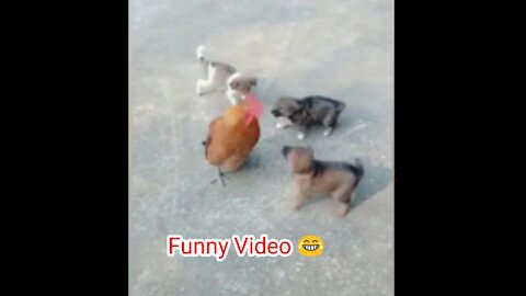 😂 Chicken VS Dog Fight - Funny Dog Fight Videos 😂