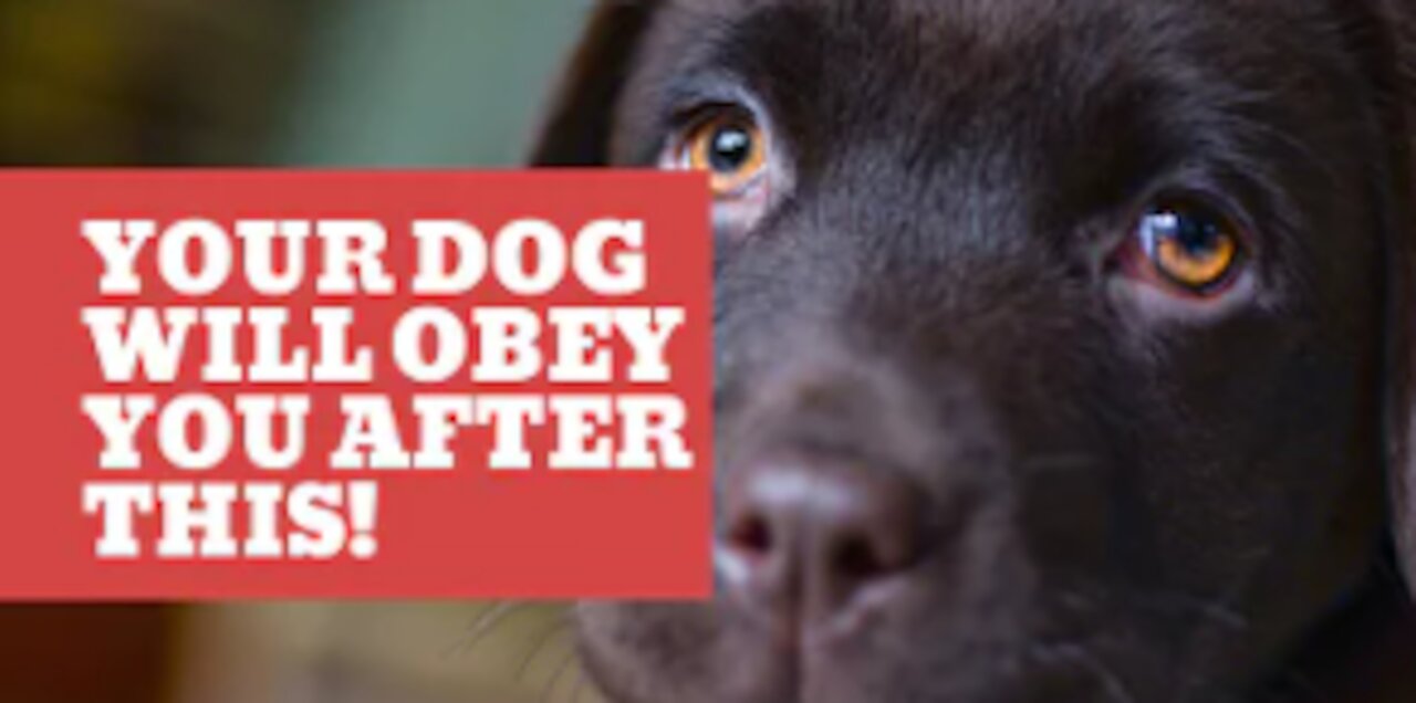 YOUR DOG WILL OBEY YOU AFTER THIS! UNIQUE DOG TRAINING COURSE!