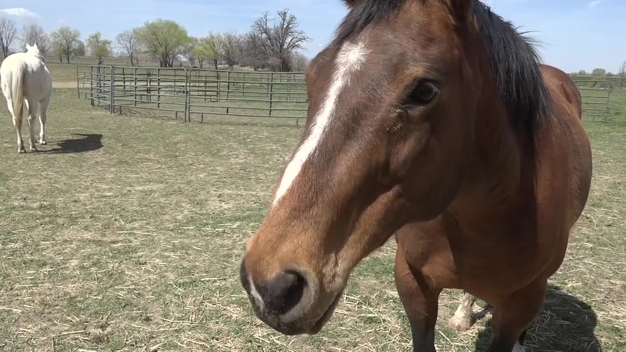 Intensive Healing Therapy opens a new mental health facility using horses to heal