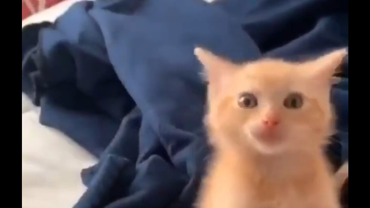 Kittens meowing) The cutest video)