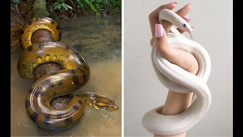 TOP FACTS ABOUT ANACONDA l Unique Animal Discovery