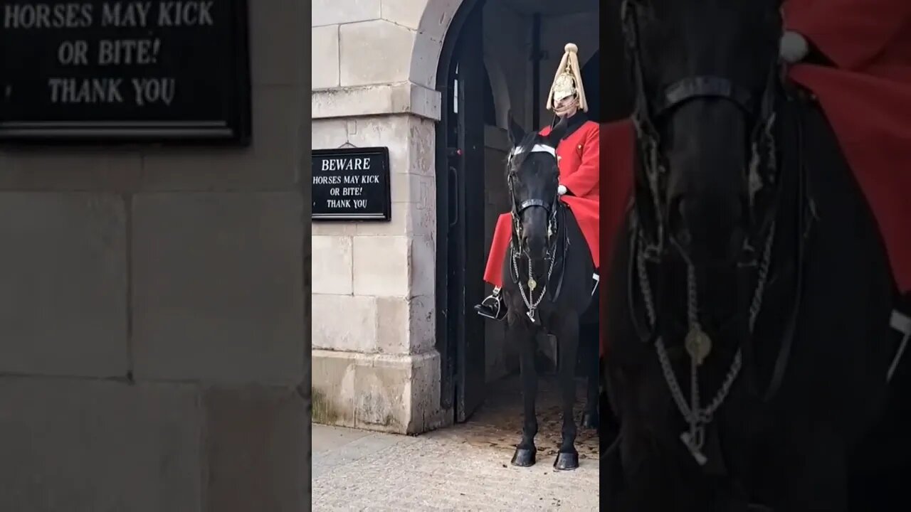 horse in a bad mood #thekingsguard