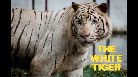 The Mesmerising Majesty of the White Tiger 🐯 Enchanting Elegance 🌟