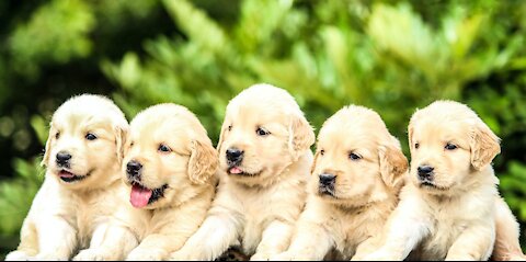 Cutest thing you'll see today ! 5 week old golden retriever puppies playing.