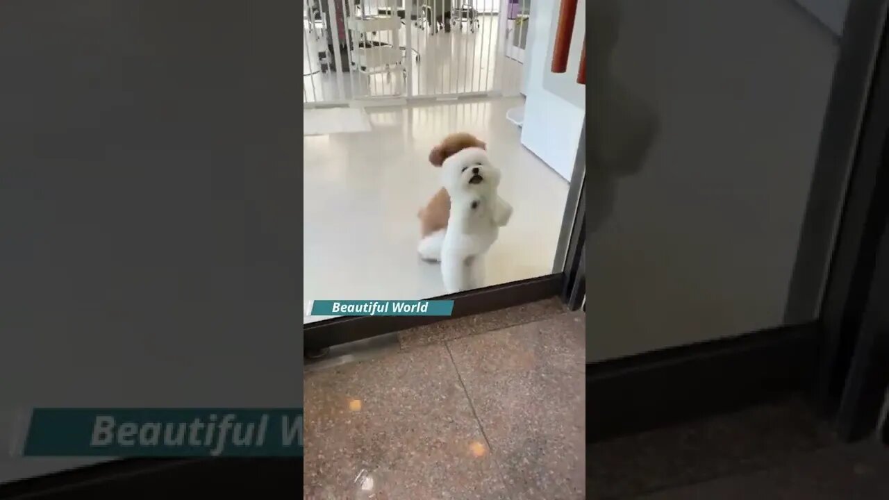 Open the door please! We want to go out πΆπ #shorts #puppy