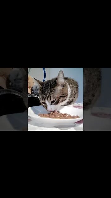 The Cat Is Hungry #shorts