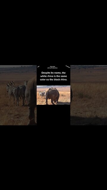 Black rhinos are gray, white rhinos aren’t really white #rhino #shorts