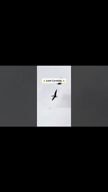 Pterodactyl Caught On Camera 😳 #shorts #scary