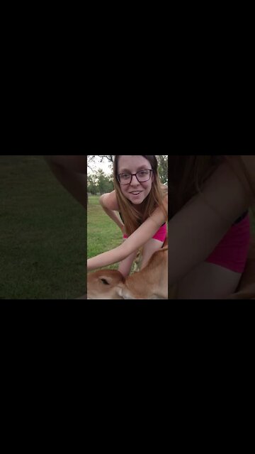 A fun experience! #grassfed #calvesofyoutube #cattle #farmlife #shorts