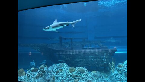 Texas State Aquarium Sharks 4K (Random Shorts)