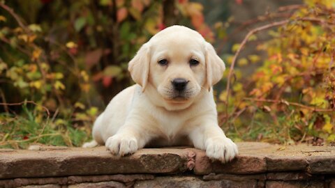 Puppy tells her rescuer where her siblings are